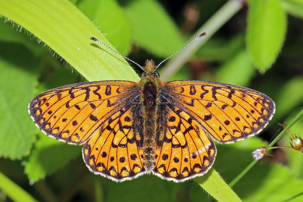 Small Pearl-bordered Fritillary
