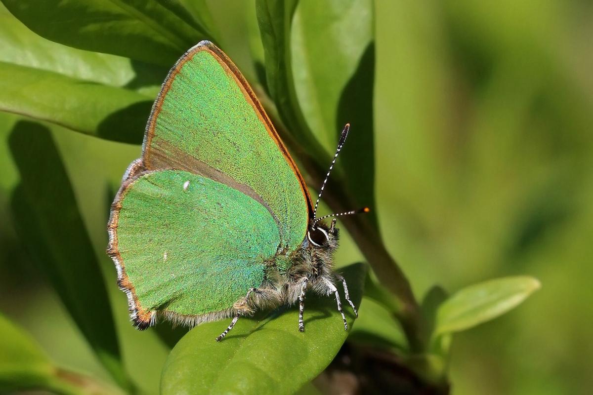 Green Hairstreak