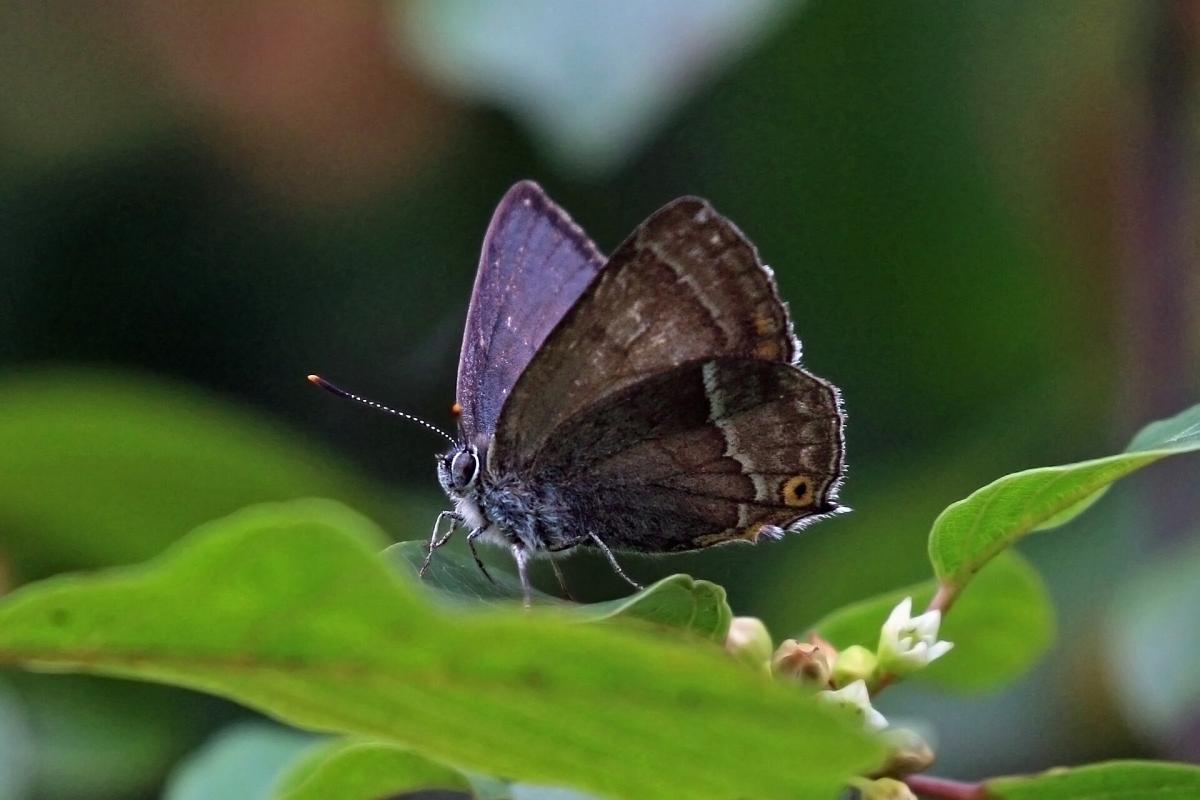 Purple Hairstreak