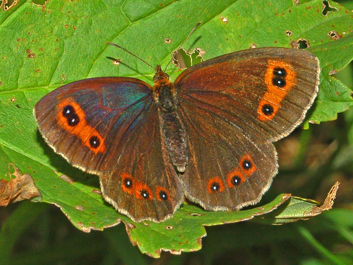 Scotch Argus