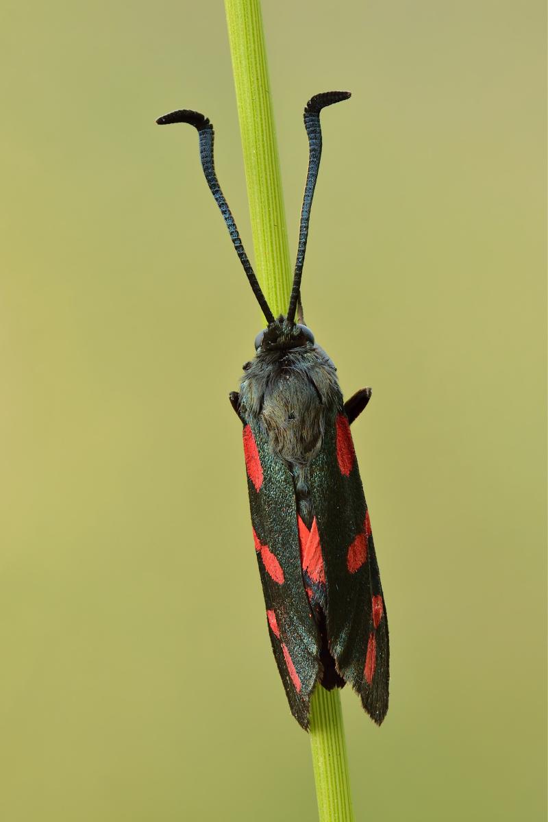 Six-spot Burnet