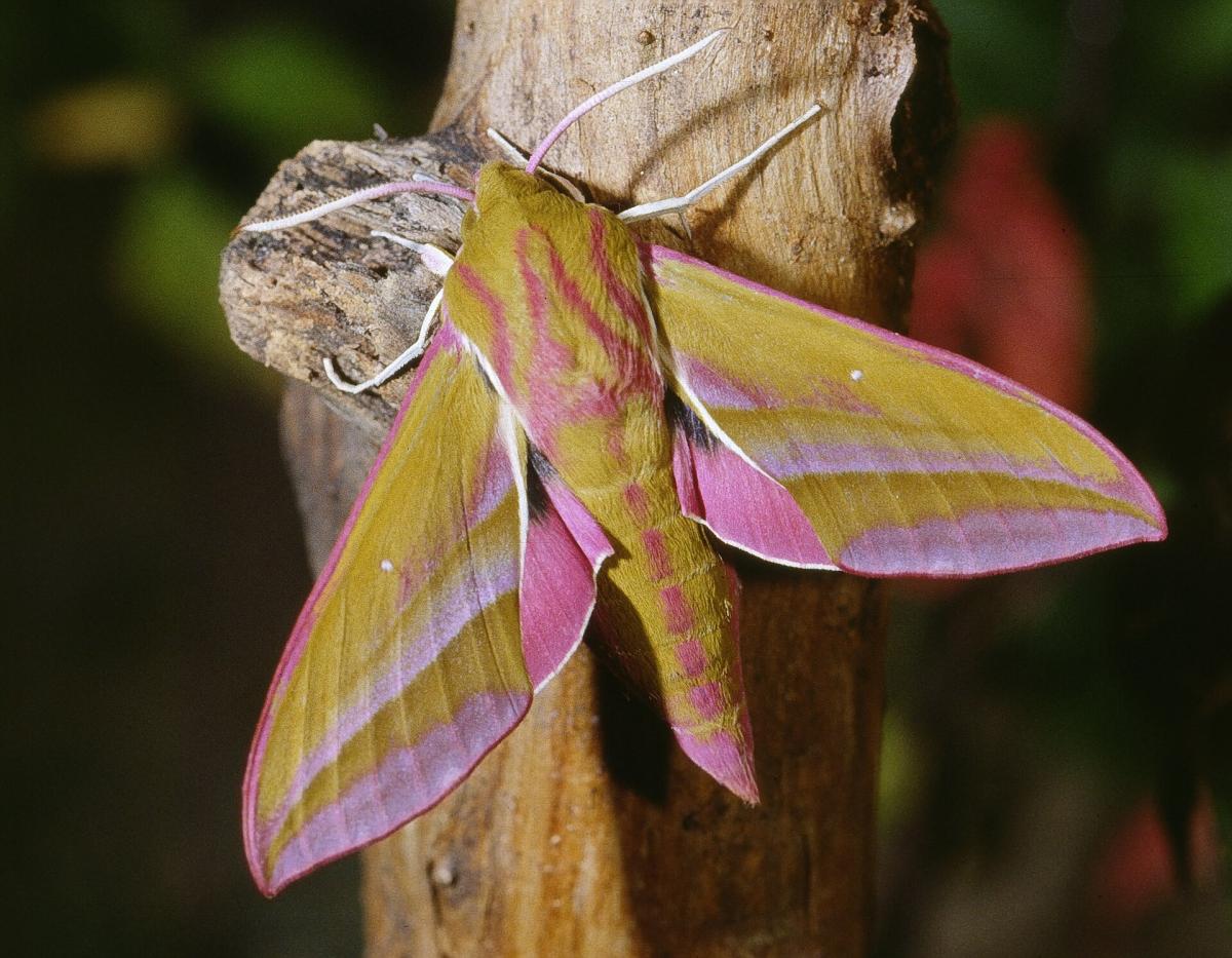 Elephant Hawk-moth