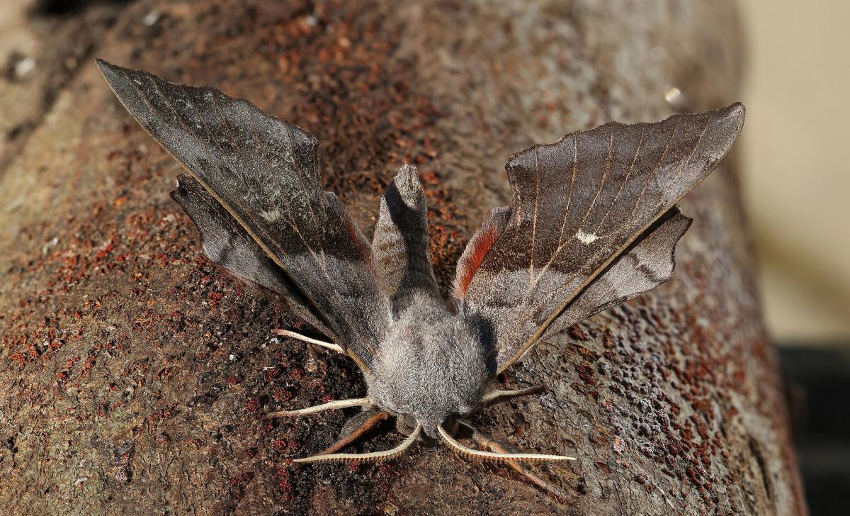 Poplar Hawk-moth