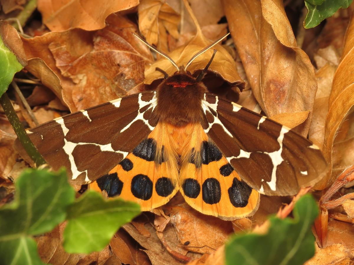 Garden Tiger