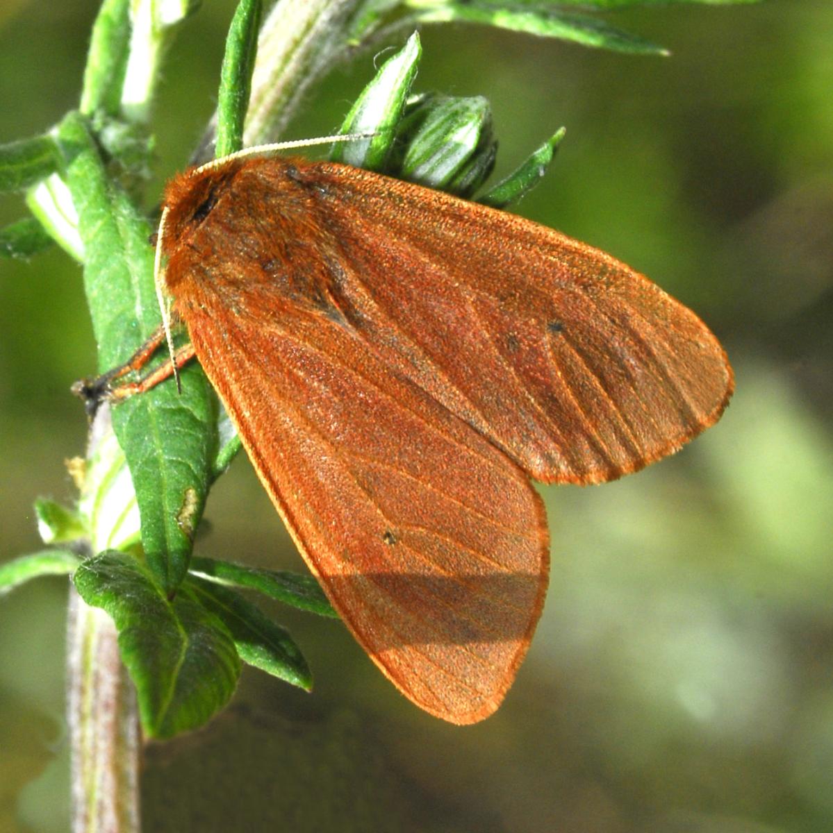 Ruby Tiger