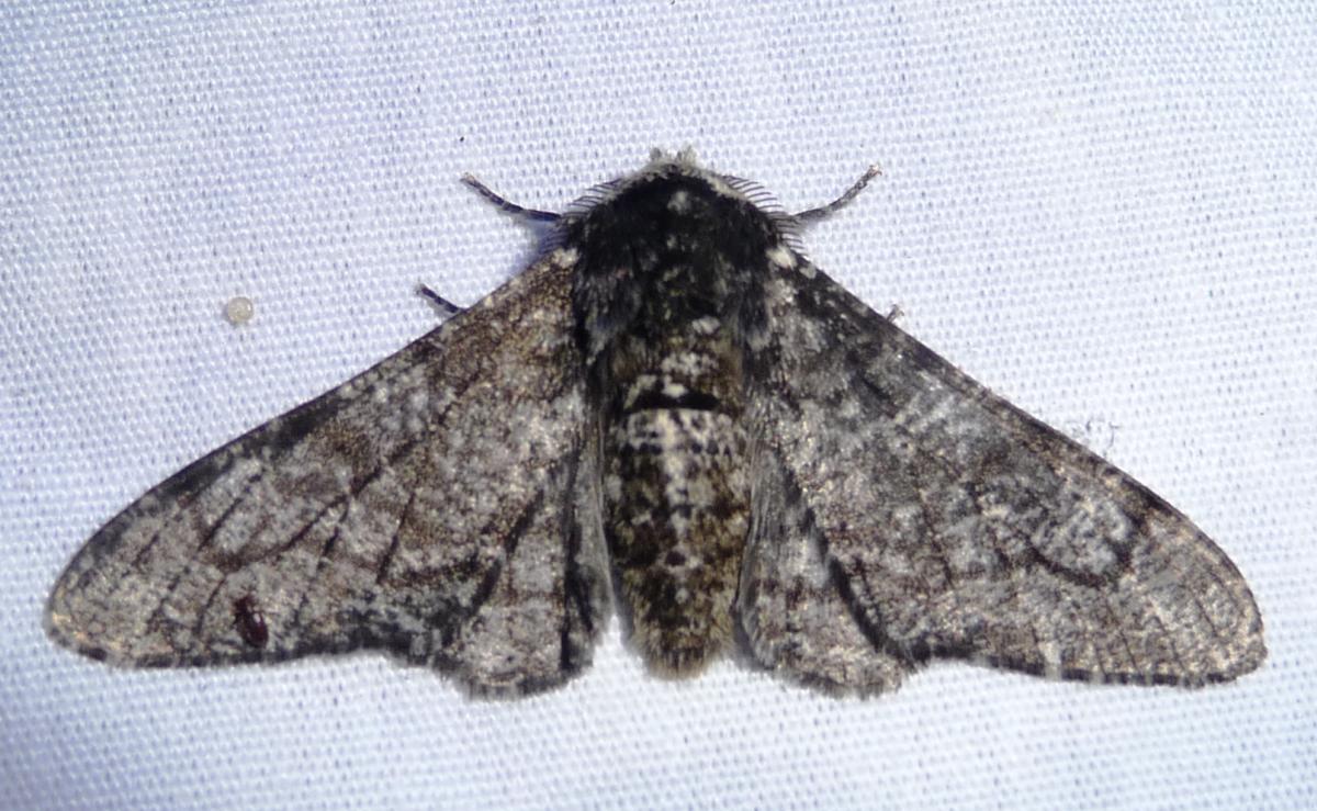 Peppered Moth