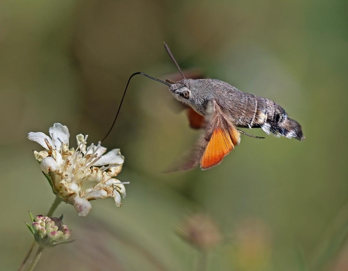 Hummingbird Hawk-moth