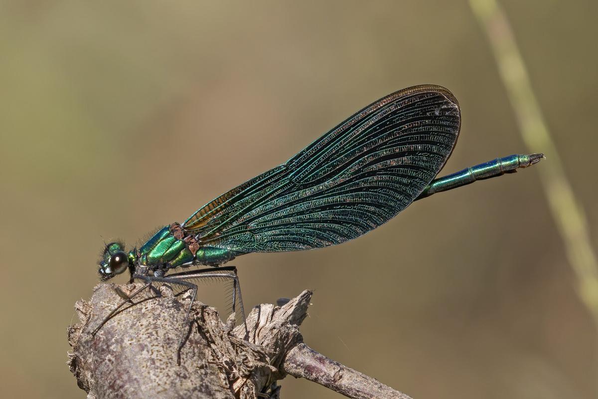Beautiful Demoiselle