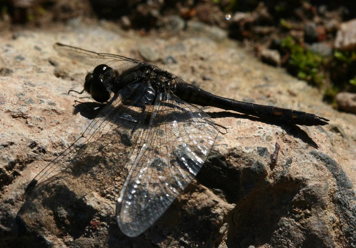 Black Darter