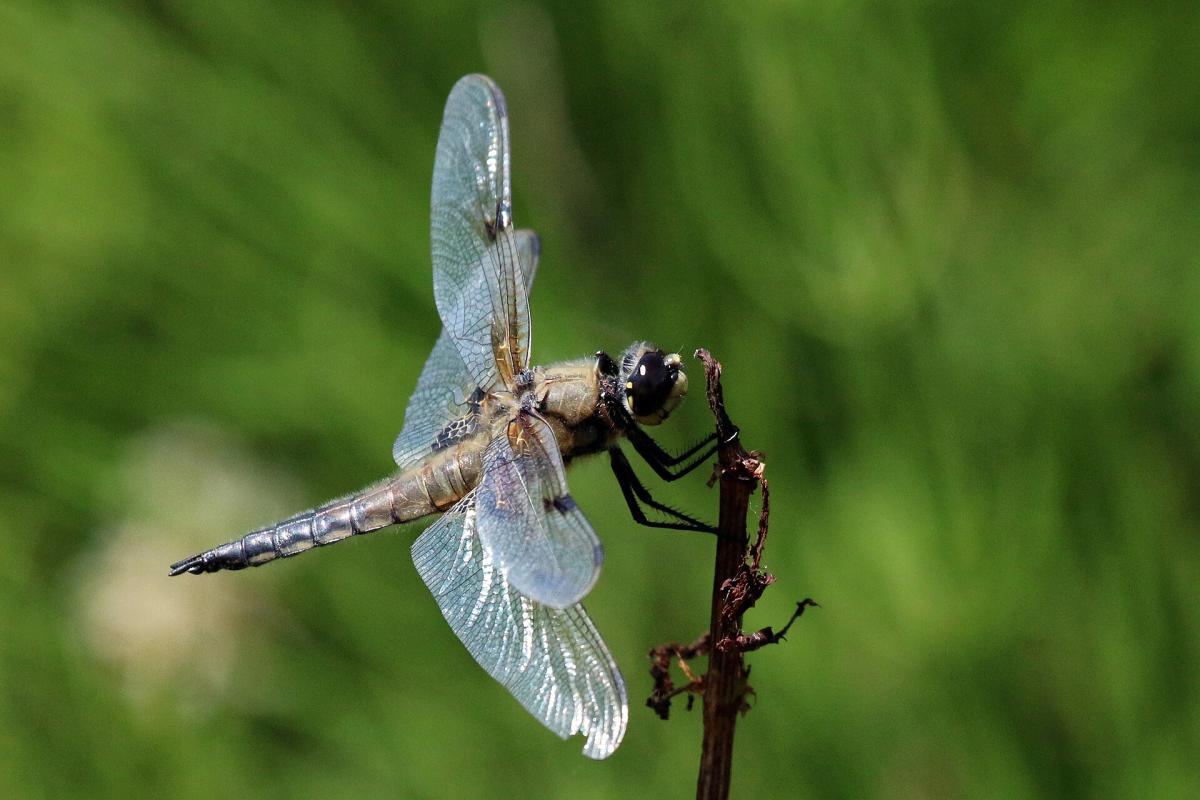 Four-spotted Chaser