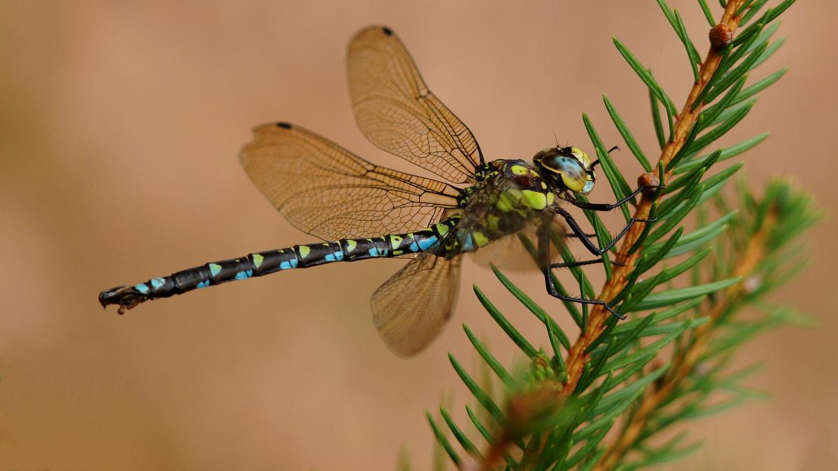 Southern Hawker