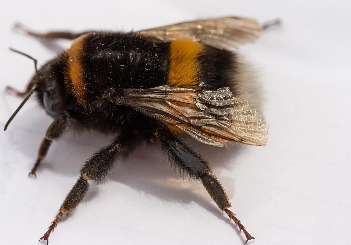 Buff-tailed Bumblebee