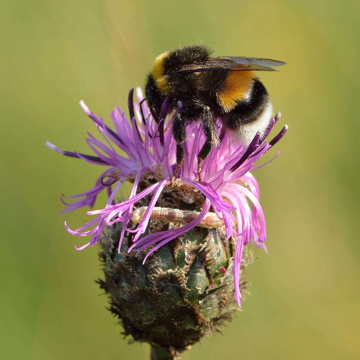 White-tailed Bumblebee