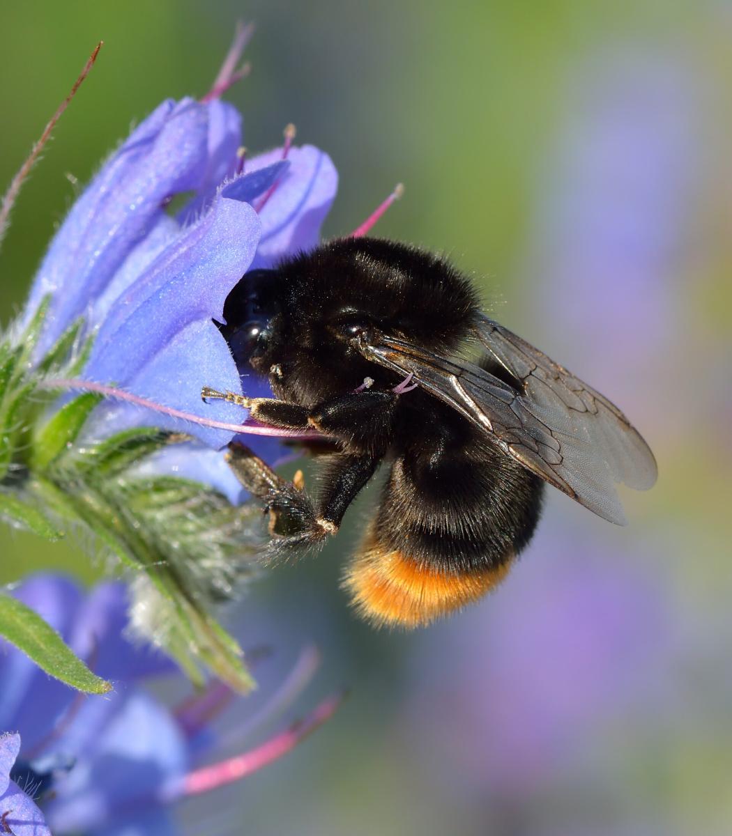 Red-tailed Bumblebee