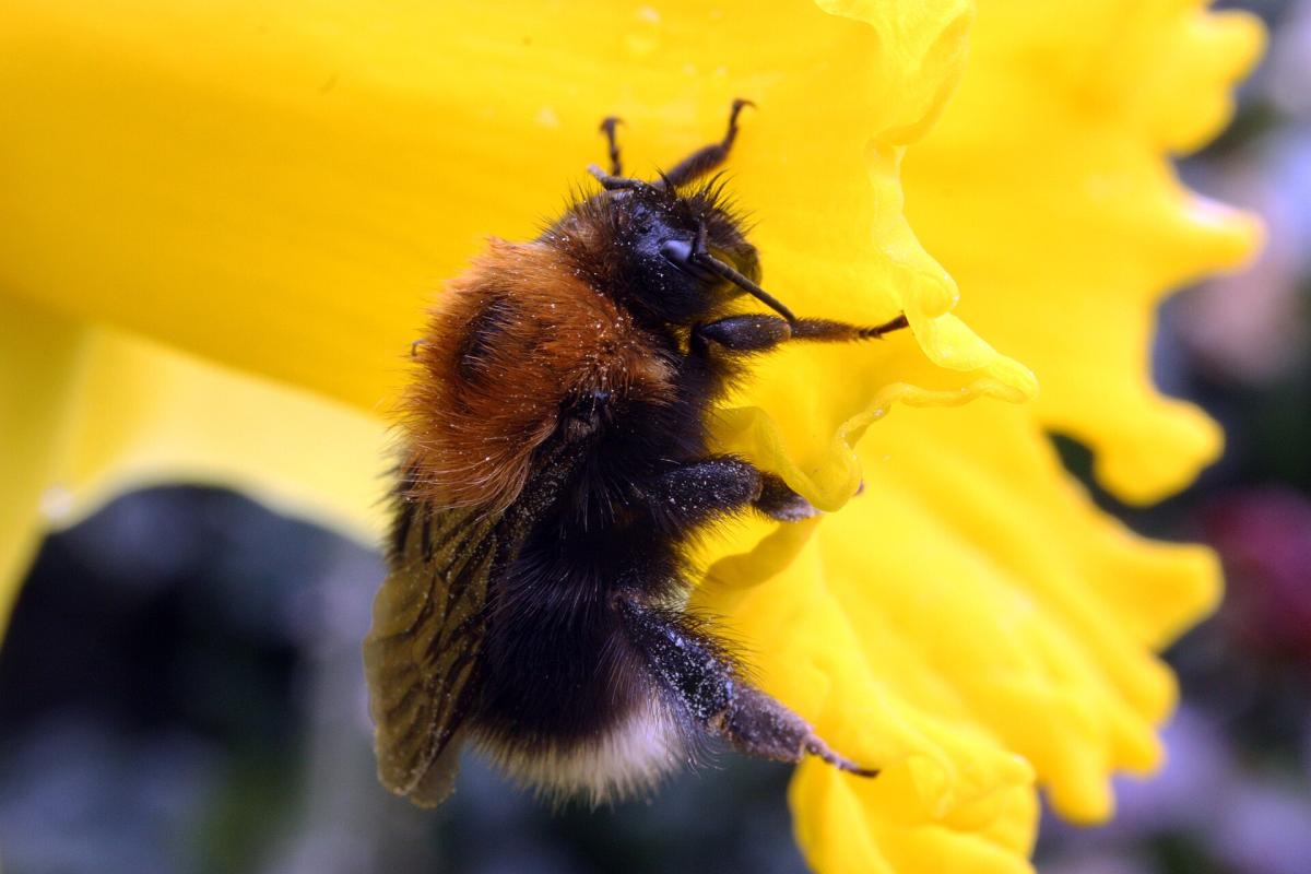 Tree Bumblebee