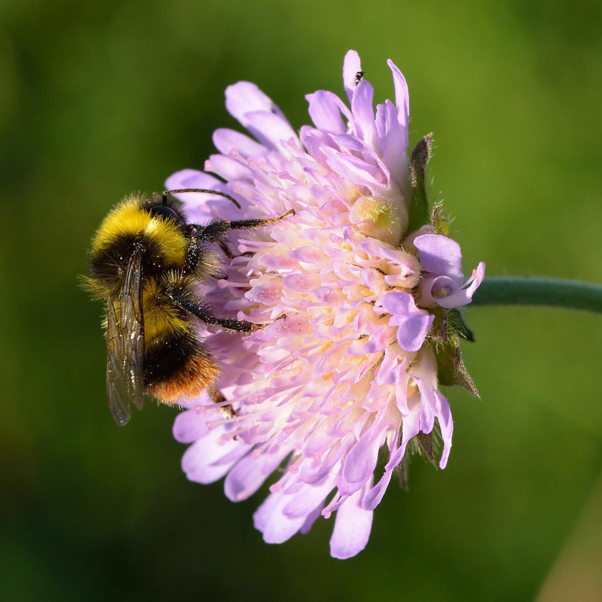 Early Bumblebee