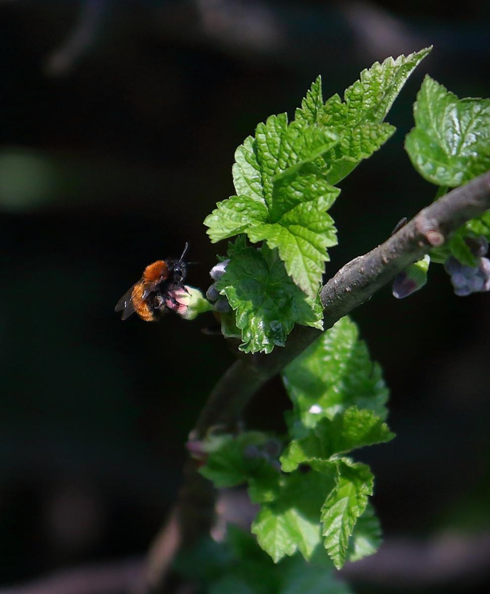 Tawny Mining Bee