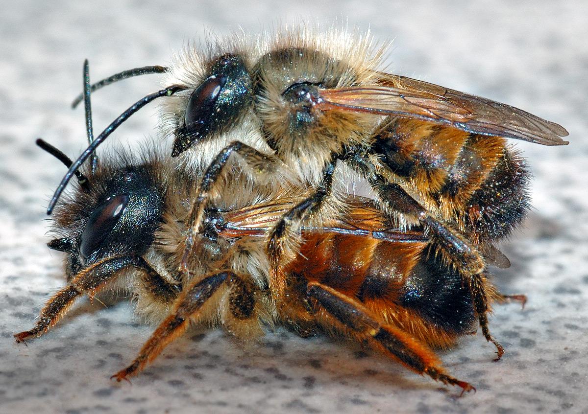 Red Mason Bee