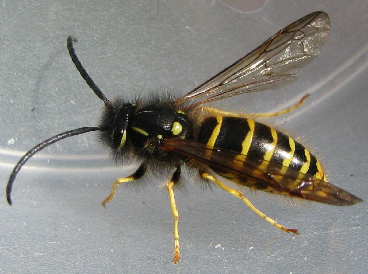 Common Wasp