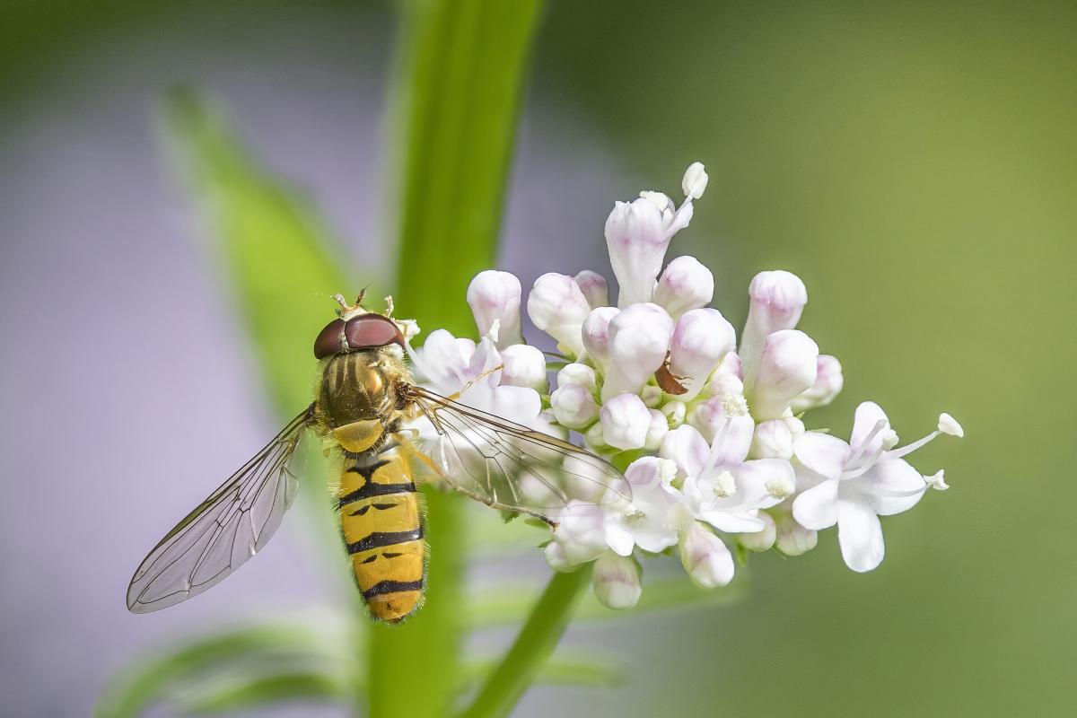 Marmalade Hoverfly