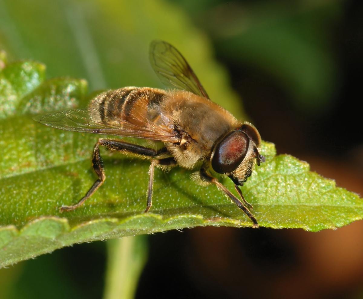 Drone Fly