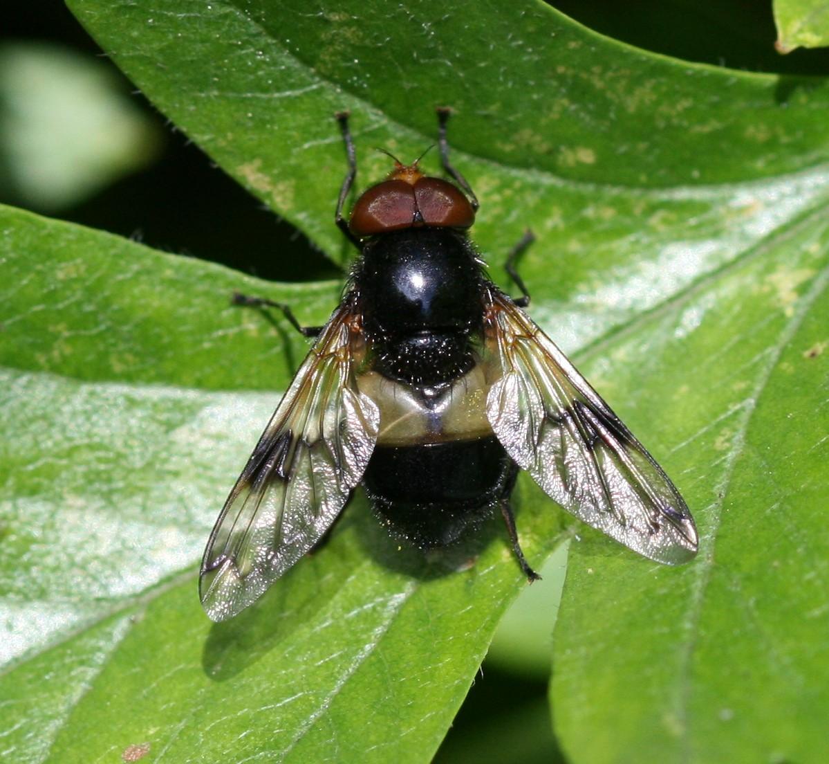 Pellucid Hoverfly
