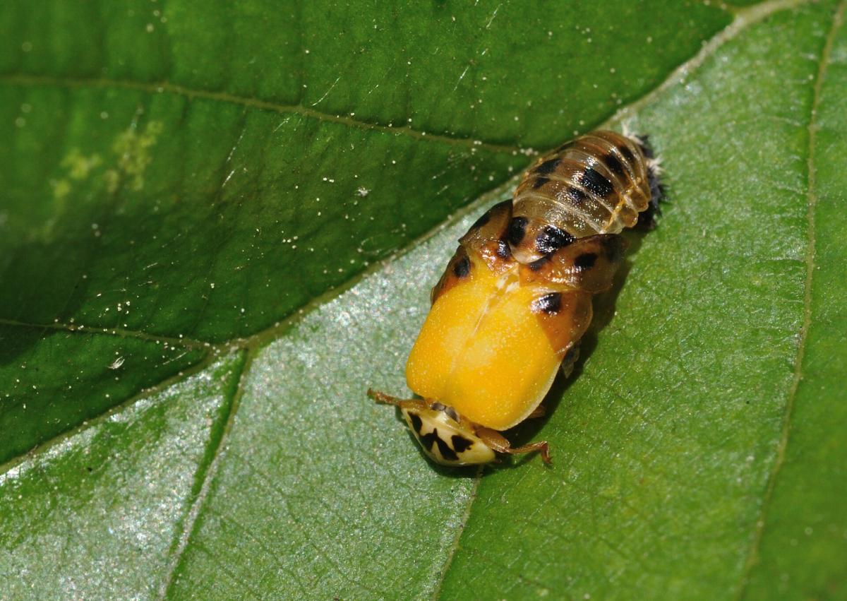 Harlequin Ladybird