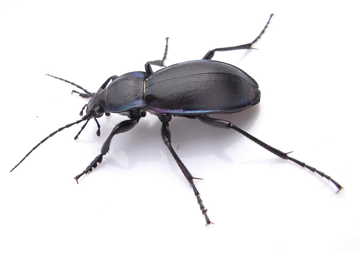 Violet Ground Beetle