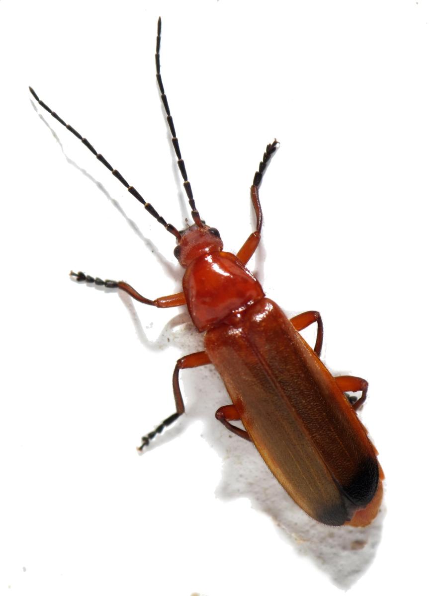 Common Red Soldier Beetle