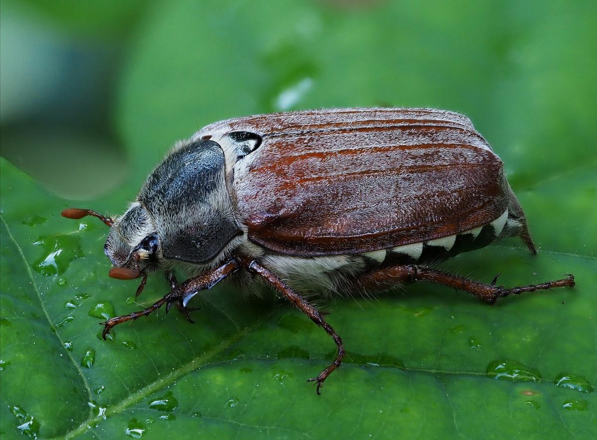 Cockchafer