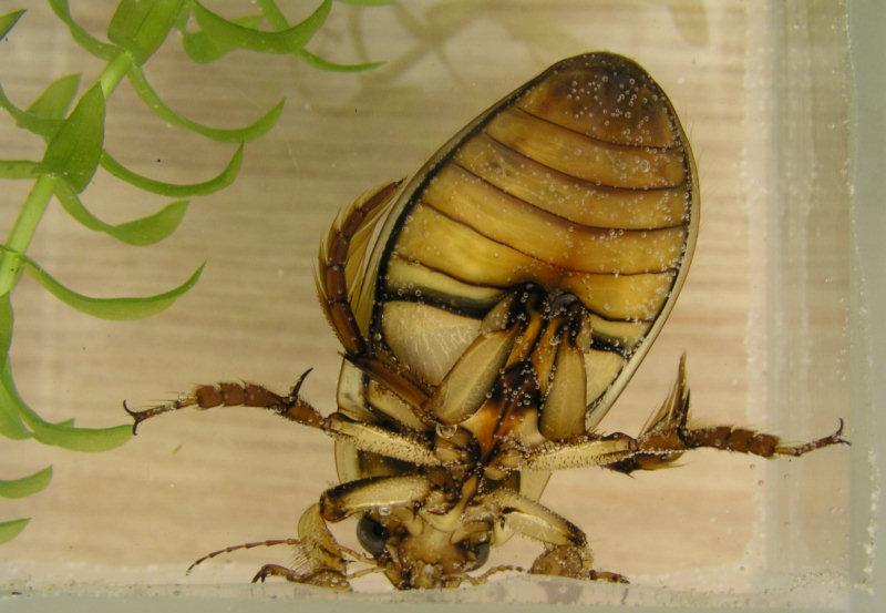 Great Diving Beetle
