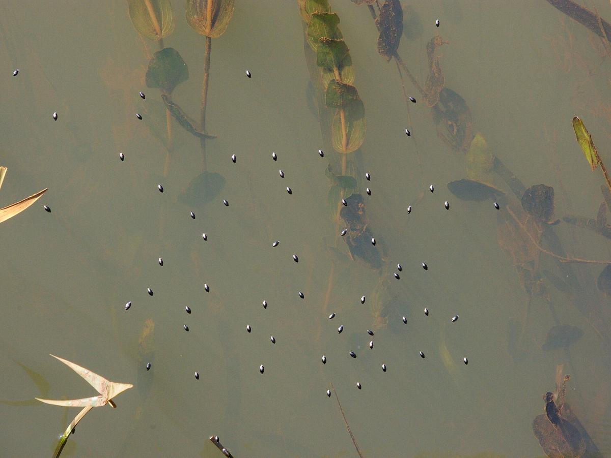 Whirligig Beetle