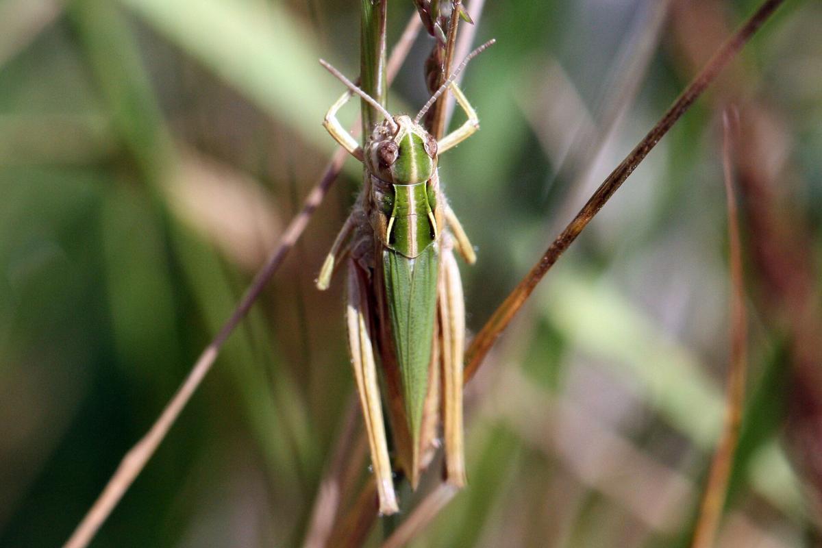 Common Green Grasshopper