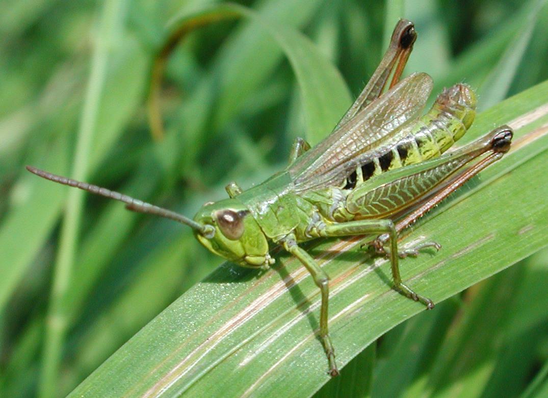Meadow Grasshopper