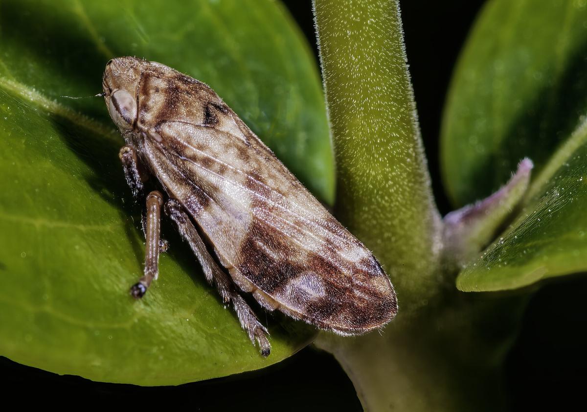 Common Froghopper