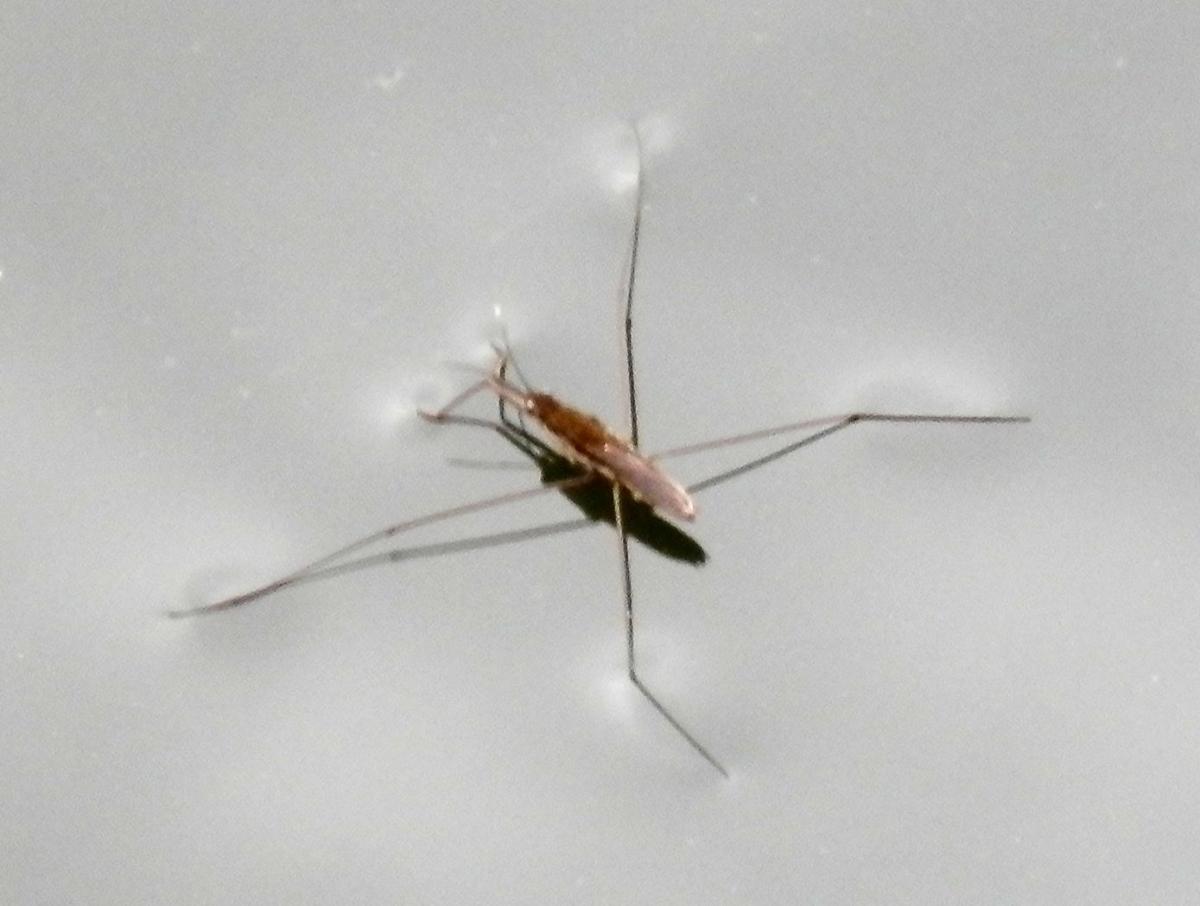 Common Pond Skater
