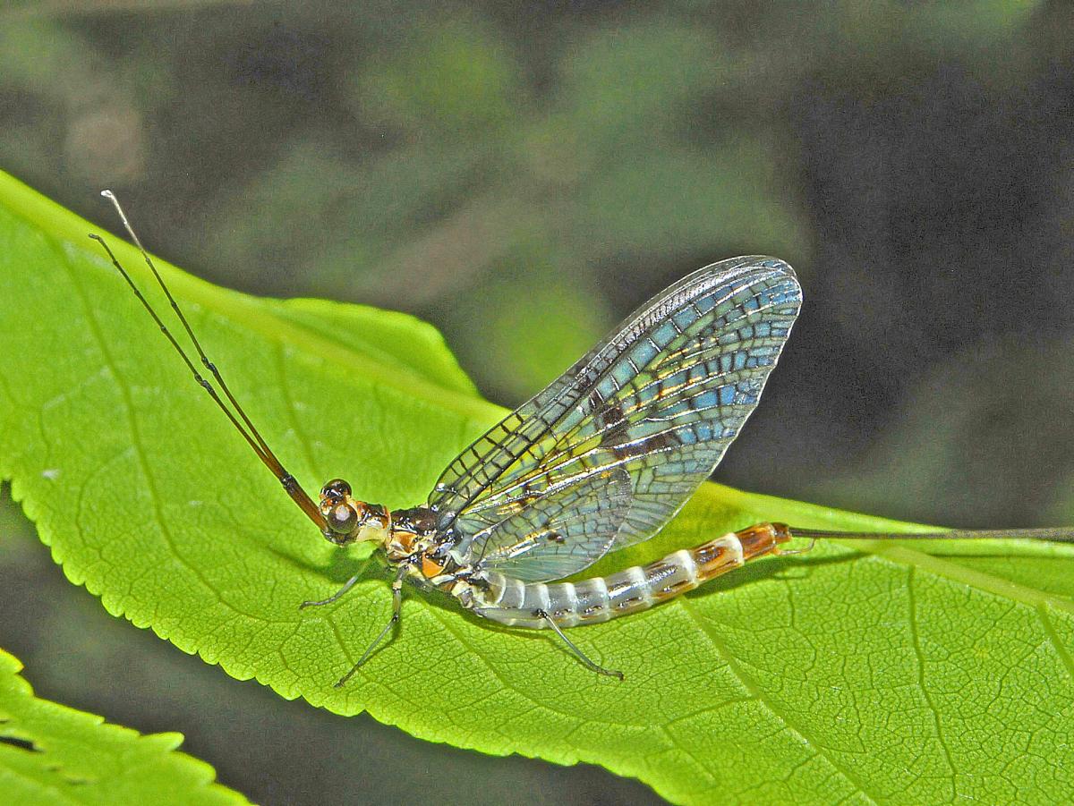 Green Drake Mayfly