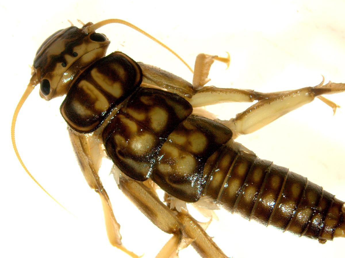 Common Stonefly