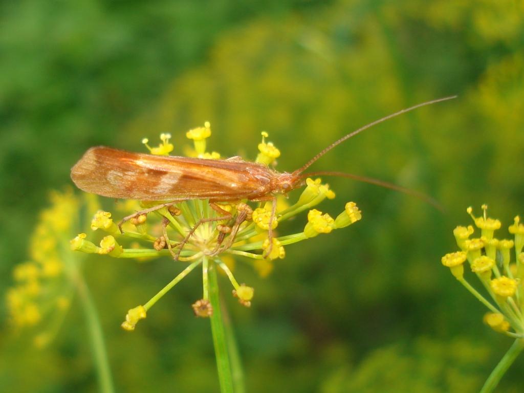 Caddisfly larva