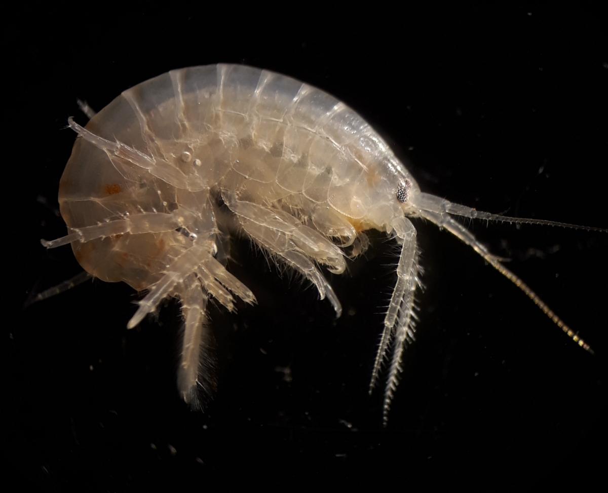 Freshwater Shrimp