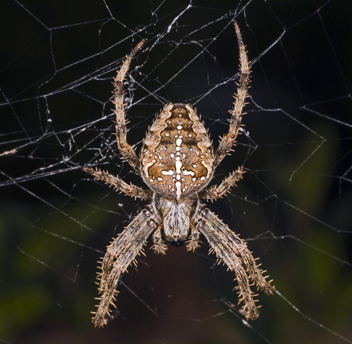 Garden Spider