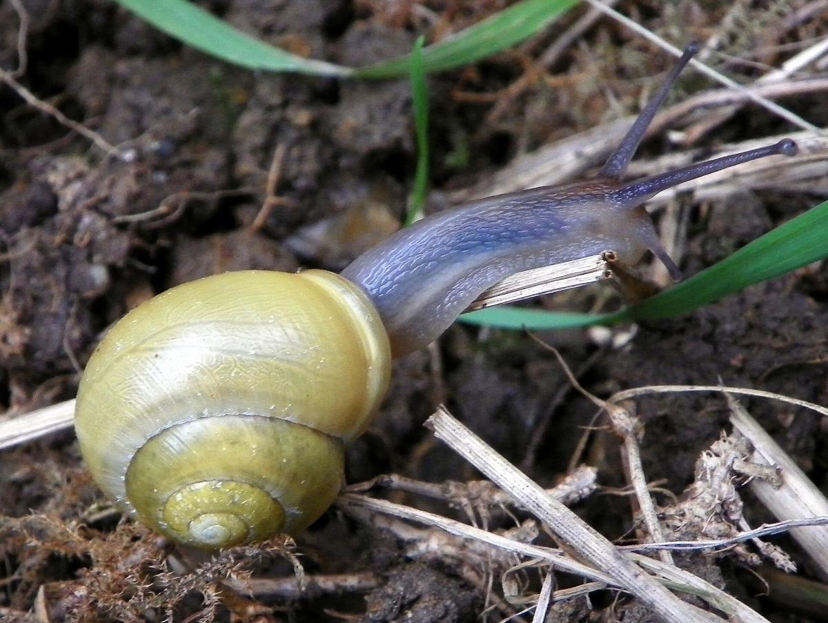 White-lipped Snail