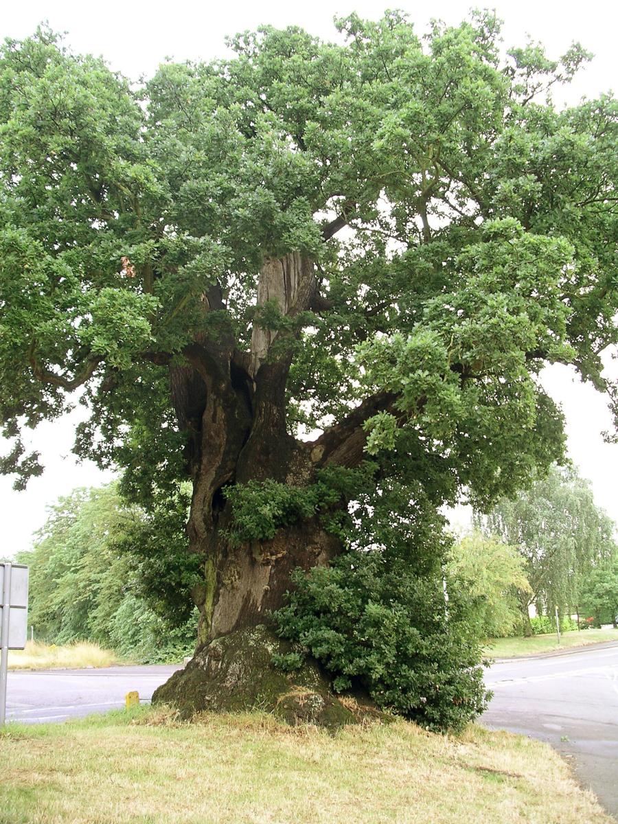 Pedunculate Oak