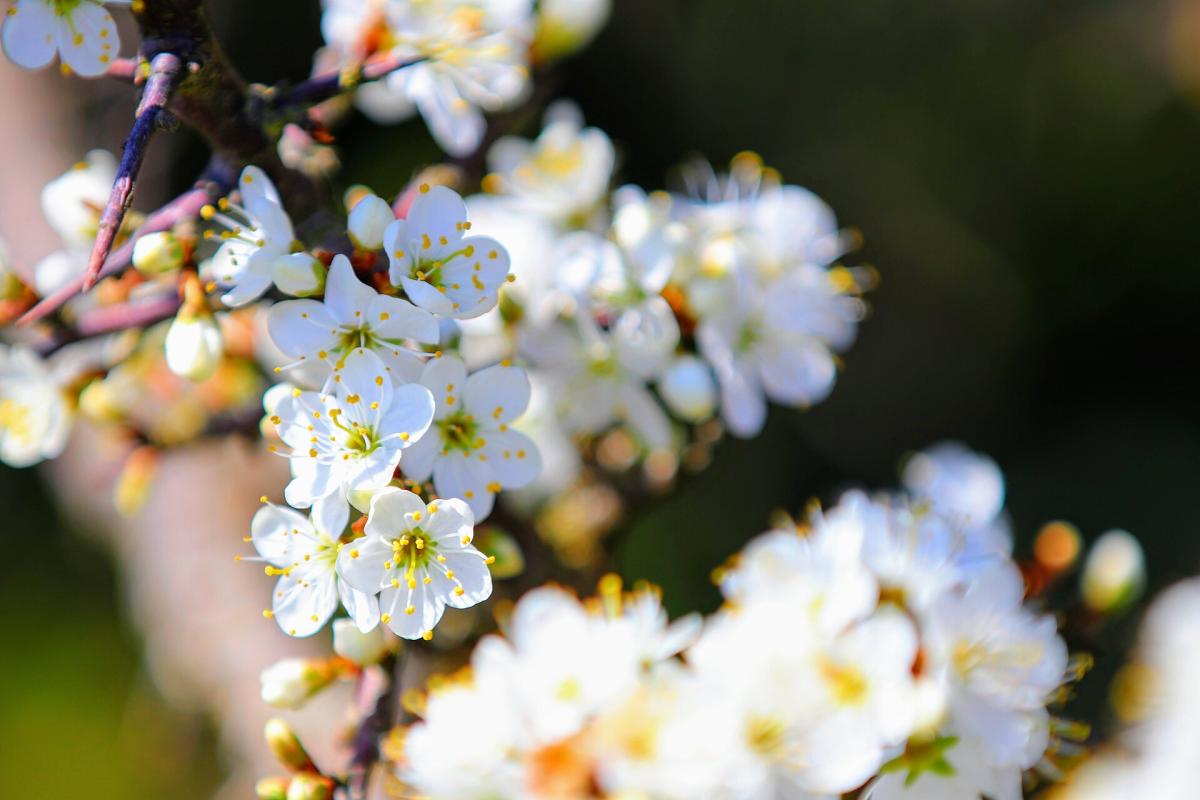 Blackthorn