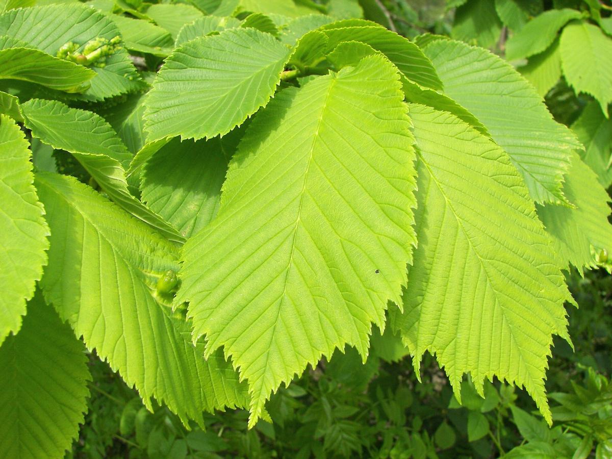 Wych Elm