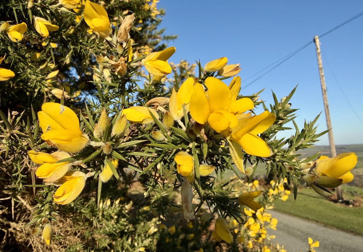 Gorse
