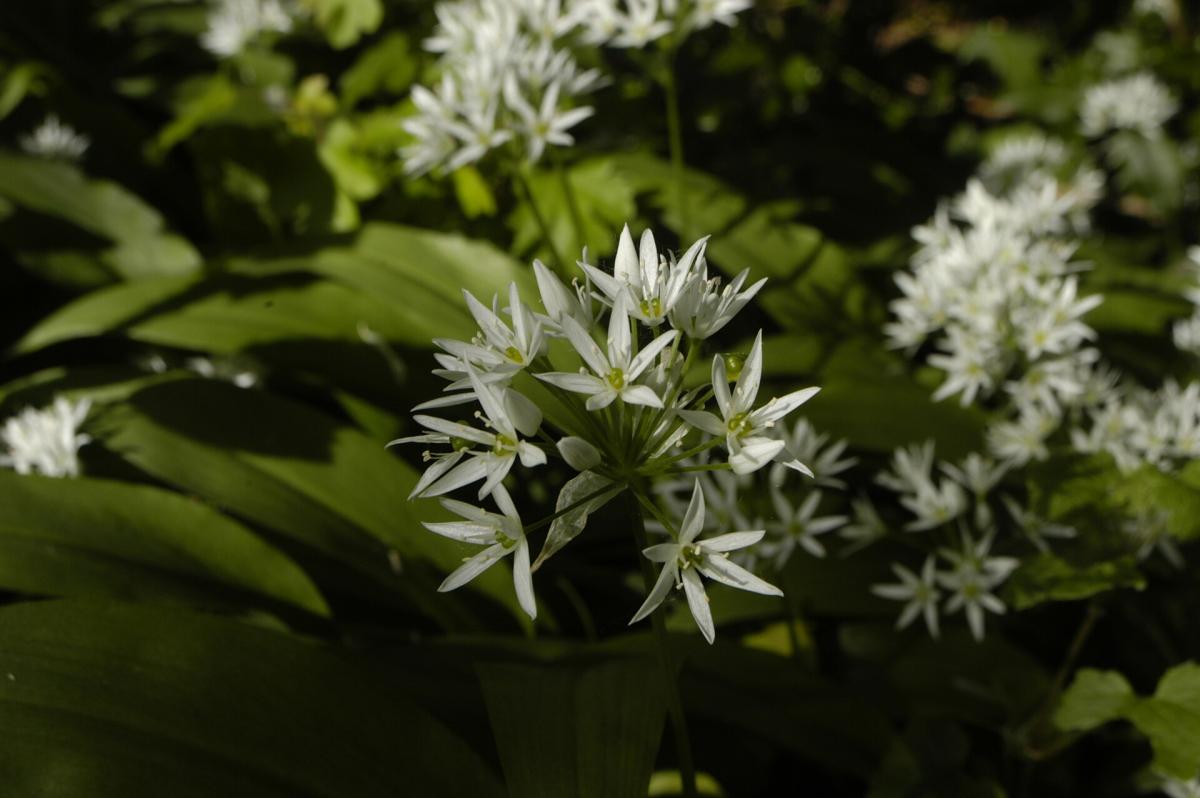 Ramsons (Wild Garlic)