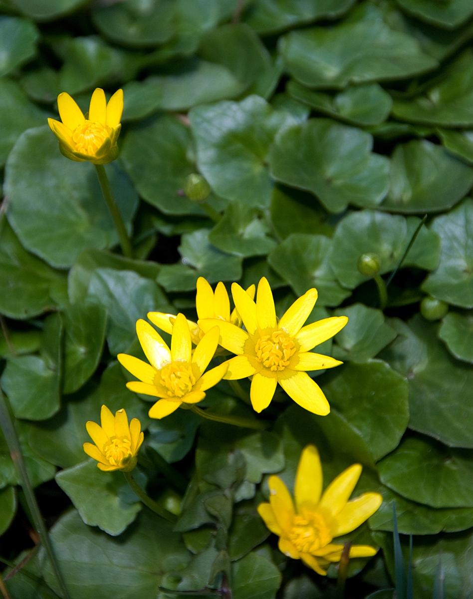 Lesser Celandine