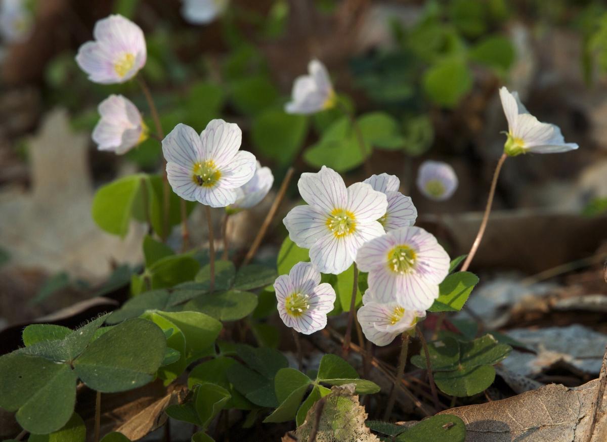 Wood Sorrel