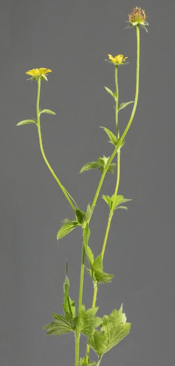 Wood Avens